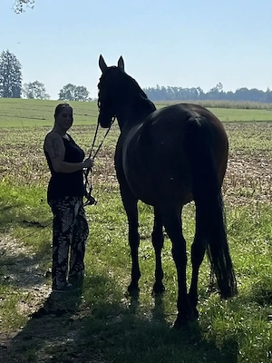 Reitunterricht für Anfänger und Fortgeschrittene auf Reitbeteiligungsbasis Bild 2