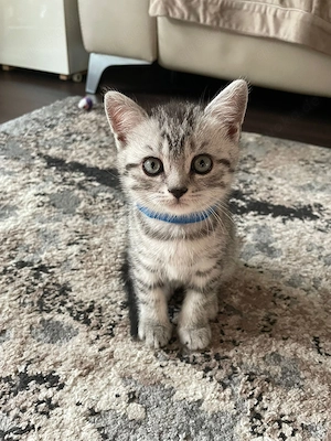 BKH zuckersüßen Kitten  suchen ein Neues Zuhause männlich und weiblich