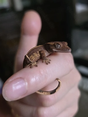 Kronengecko Baby Brown Harlequin Pinstripe 