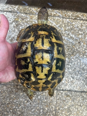 1.1 testudo hermanni Südfrankreich varoise 