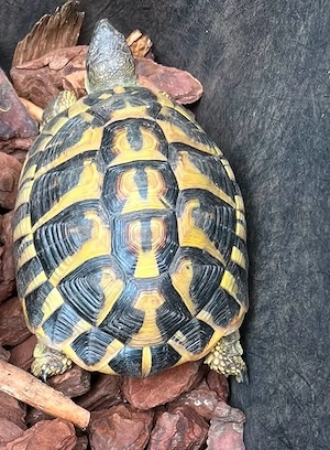 1.1 testudo hermanni Südfrankreich varoise 