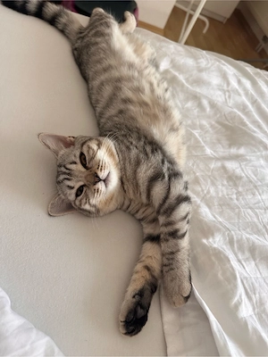 BKH Kitten 