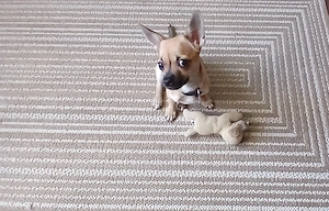 Chihuahua hündin 5 monate