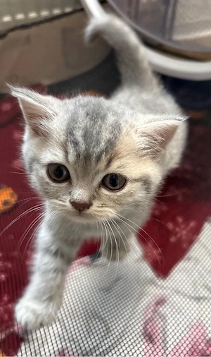 BKH Kitten Britisch Kurzhaar  