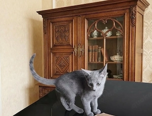 Russisch Blau kitten (Madchen)