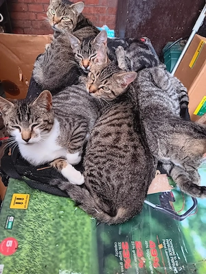 Katzenbabys  Kätzchen  Kitten