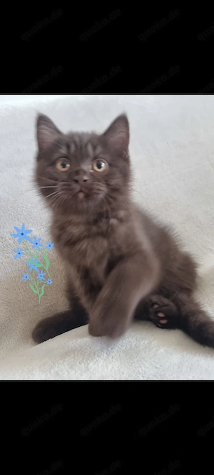 Süße BKH Kitten suchen ihr Traum zu Hause  bei Liebhaber! 