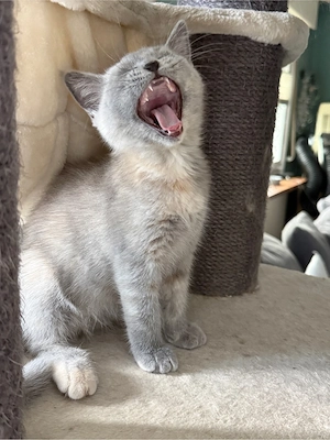 BKH Kitten - nur noch 1 Kitten  die ihr Zuhause suchen