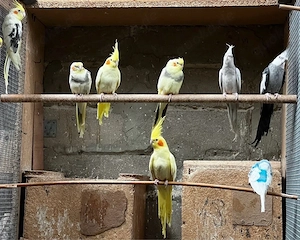 Nymphensittiche Vogel Vögel 