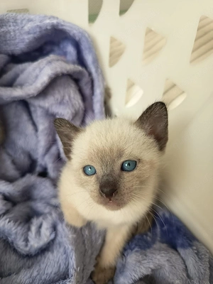 Reinrassige Siam Kitten