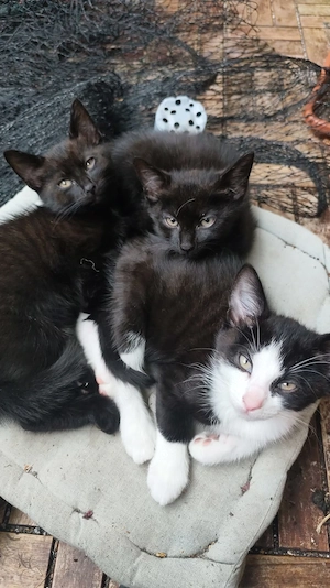 Süße 13 Wochen alte Kitten abzugeben 