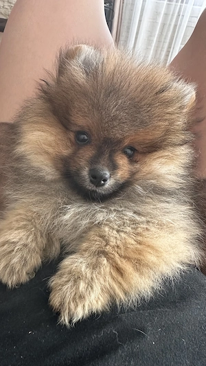 Zwergspitz- Pomeranian