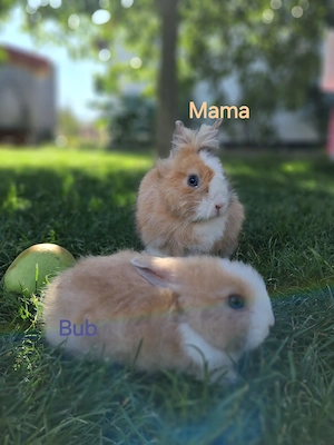 Ein Zwergkaninchen Bub sucht ein neues liebevolles Zuhause 
