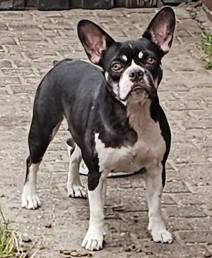 Französische Bulldoggen Hündin 