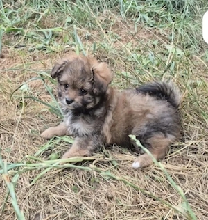 Pomeranian Pudel Mix Weibchen 12 Wochen alt