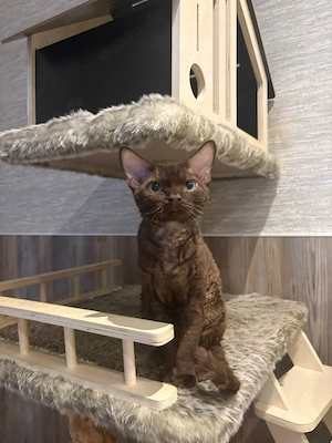 Devon Rex Zucht Kater unkastriert 