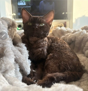 Devon Rex Zucht Kater unkastriert 