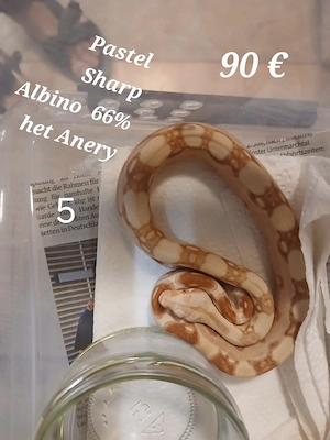 Boa Constrictor Sharp Albino Jungle