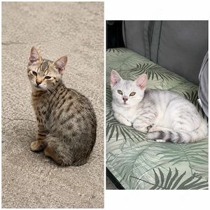 britisch kurzhaar kitten