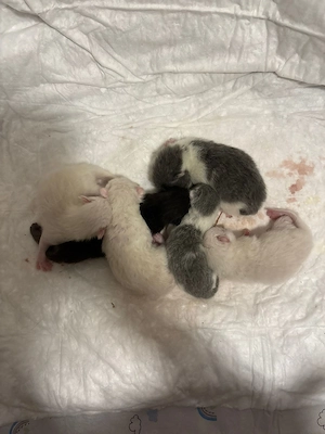 Bkh kitten britisch Kurzhaar 