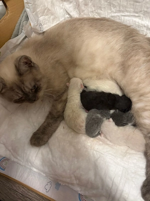 Bkh kitten britisch Kurzhaar 