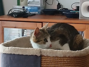 Lilli sucht ab Oktober auch neues 5* Zuhause Bild 7