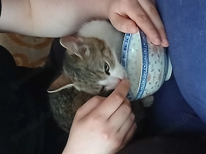 Lilli sucht ab Oktober auch neues 5* Zuhause Bild 9