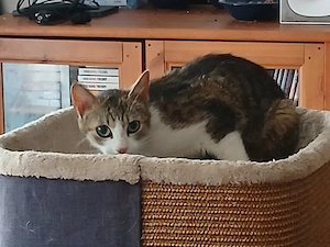 Lilli sucht ab Oktober auch neues 5* Zuhause Bild 6