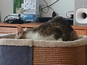 Lilli sucht ab Oktober auch neues 5* Zuhause Bild 8