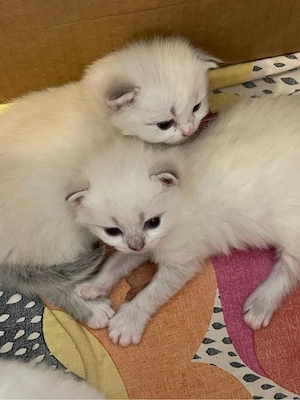 Baby Katze Bild 3