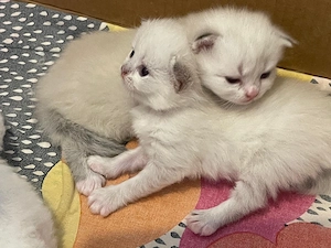 Baby Katze Bild 2