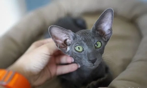 Kostenlos   Orientalen-Kater (Anubis-Typ)