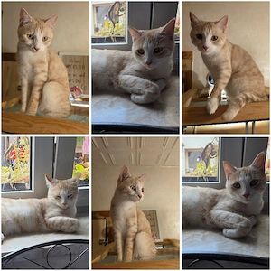 Katze Kuschel sucht Zuhause als Einzelprinzessin 