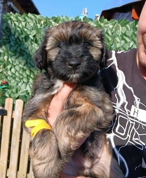 Reinrassige Tibet-Terrier-Welpen suchen liebevolles Zuhause