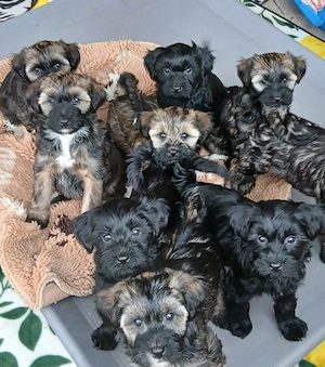 Reinrassige Tibet-Terrier-Welpen suchen liebevolles Zuhause