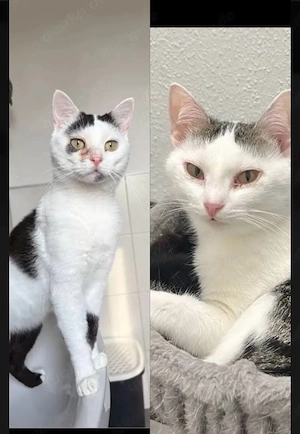 katze und kater 