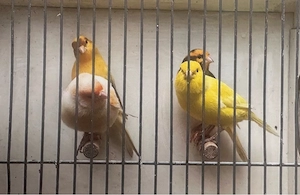 Kanarien Vogel Vögel