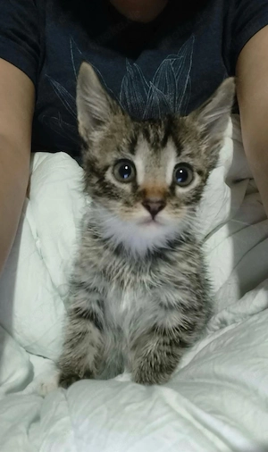 Ich darf ausziehen, ich bin ein kater