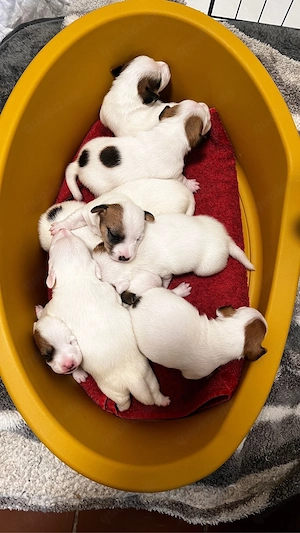 Jack Russell Terrier suchen neun Haus