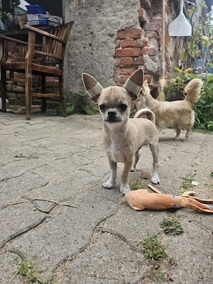 Letzte Chance! Wunderschöne, reinrassige Chihuahua-Welpen (5 Monate alt) suchen ihre Herzensmenschen