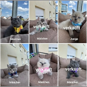 6 liebevolle Babykitten suchen ein neues Zuhause