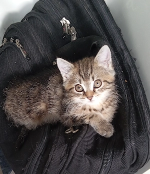 Getigerter Kater sucht Ende September ein neues zu Hause