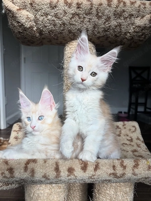 Reinrassige Maine-Coon-Kätzchen