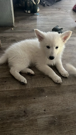schäferhund, Welpen