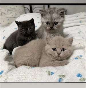 Britisch Langhaar Kitten suchen ein liebevolles Zuhause