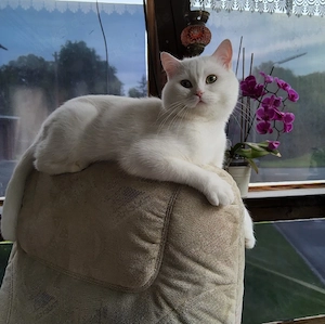 Bkh deckkater 