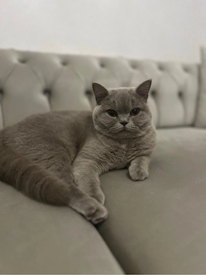 voll liebe bkh katze