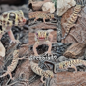 Wundergecko Jungtiere - Teratoscincus Roborowskii 