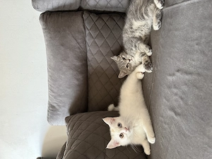 Katzen Babys 