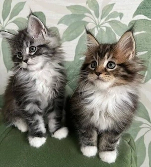 XXL Maine-Coon-Kätzchen suchen ein neues Zuhause. 